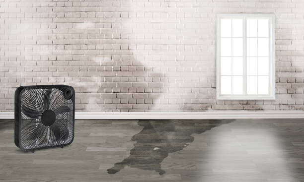 Best Water damage restoration near me  in Savanna, IL