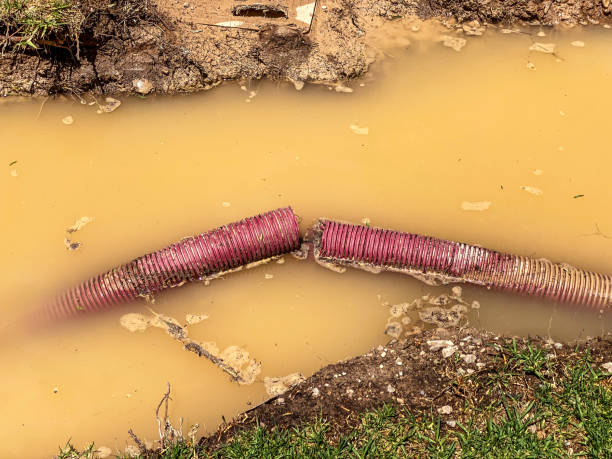 Best Local water damage restoration  in Savanna, IL